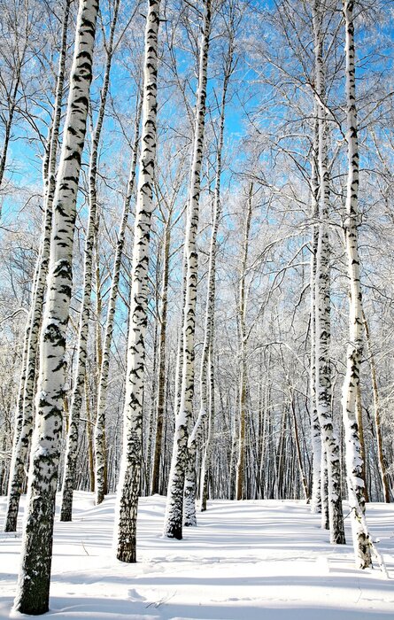 Papier peint  L'hiver et les bouleaux dans la forêt