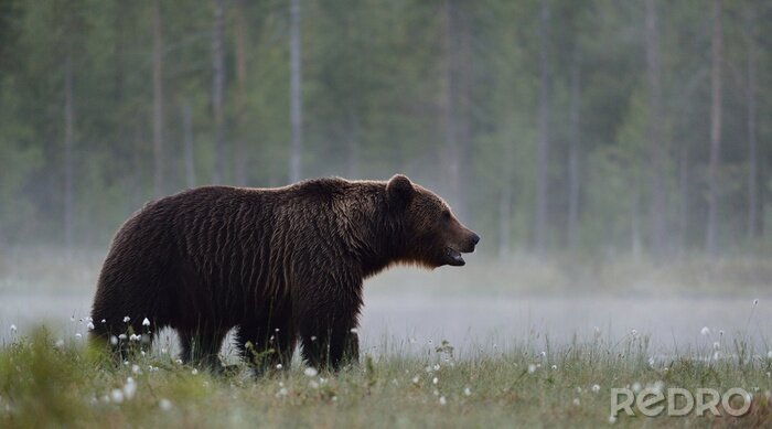 Papier peint  L'ours brun dans la tourbière brumeuse