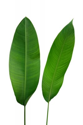 Papier peint  La banane ressemble à des feuilles vertes de plantes de la forêt tropicale de Strelitzia et Heliconia isolées sur fond blanc, un tracé de détourage inclus.