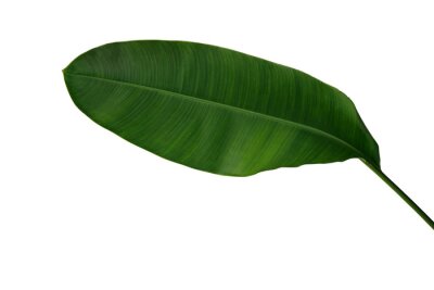 Papier peint  La banane ressemble à une feuille verte de Heliconia ou de Strelitzia, une plante de la forêt tropicale isolée sur fond blanc, un tracé de détourage inclus.