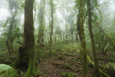 Papier peint  La brume dans la forêt tropicale