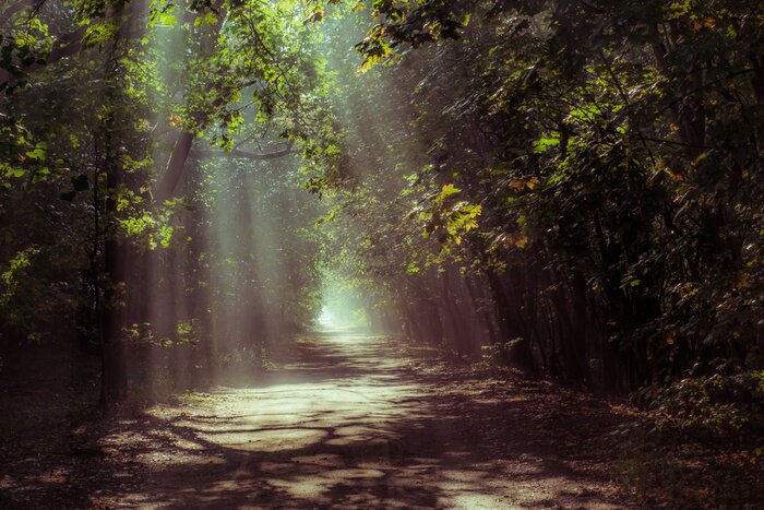 Papier peint  La cime des arbres dans le soleil du matin