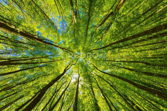 Papier peint  La cime des arbres verts se détachant sur le ciel