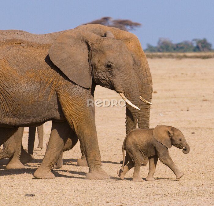 Papier peint  La famille éléphant, Amboseli, au Kenya