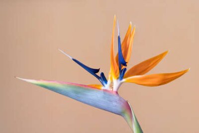 Papier peint  La fleur de l'oiseau de paradis, Strelitzia