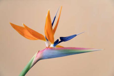 Papier peint  La fleur de l'oiseau de paradis, Strelitzia