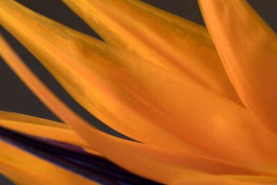 Papier peint  La fleur de l'oiseau de paradis, Strelitzia, image macro