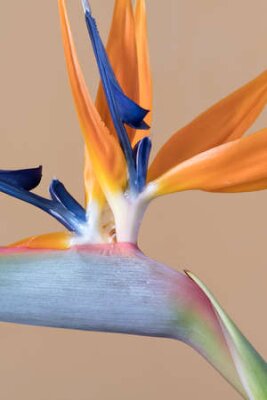 Papier peint  La fleur de l'oiseau du paradis, Strelitzia
