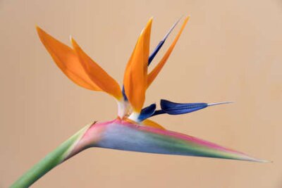 Papier peint  La fleur de l'oiseau du paradis, Strelitzia