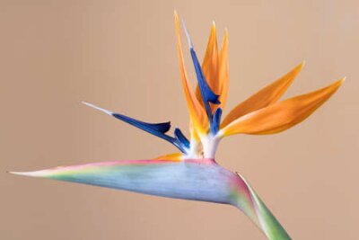 Papier peint  La fleur de l'oiseau du paradis, Strelitzia