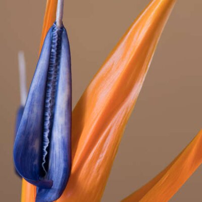 Papier peint  La fleur de l'oiseau du paradis, Strelitzia, image macro