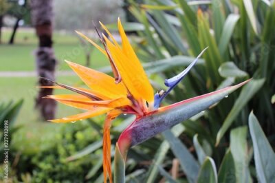 Papier peint  La fleur de Strelitzia ressemble à une tête d'oiseau