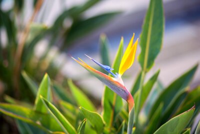 Papier peint  La fleur exotique strelitzia fleurie, oiseau de paradis