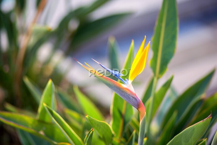 Papier peint  La fleur exotique strelitzia fleurie, oiseau de paradis
