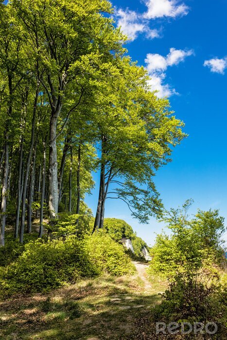 Papier peint  La forêt au bord de la mer