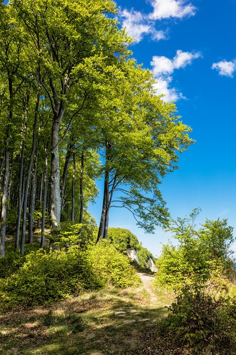 Papier peint  La forêt au bord de la mer