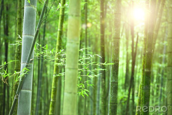 Papier peint  La forêt de bambous en fleurs