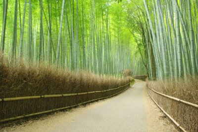 Papier peint  La forêt de bambous et le chemin