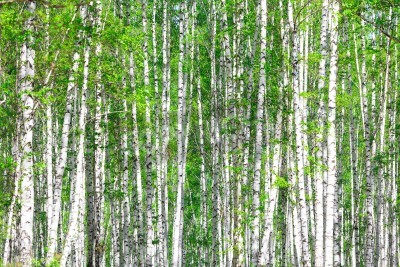 Papier peint  La forêt de bouleaux en mai