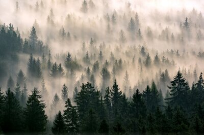 Papier peint  La forêt derrière le brouillard