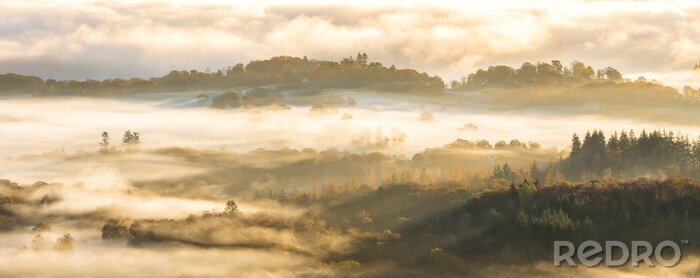Papier peint  La forêt derrière le brouillard et les nuages