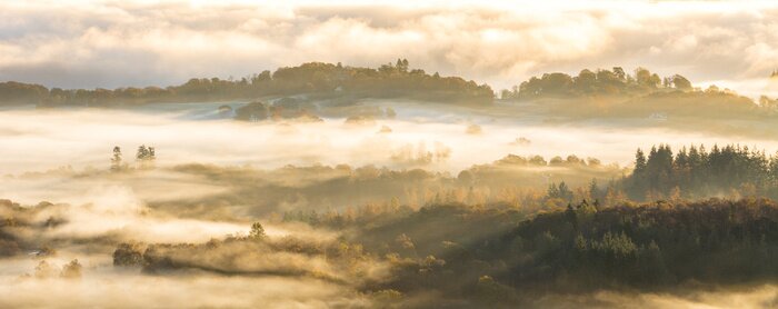 Papier peint  La forêt derrière le brouillard et les nuages
