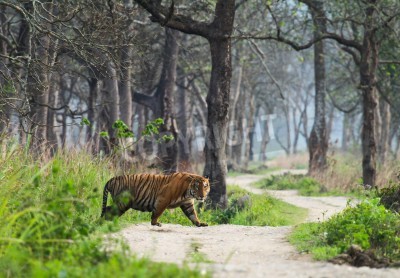 Papier peint  La forêt vierge avec un tigre qui marche