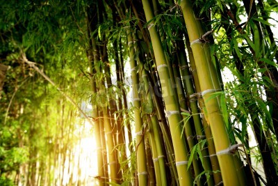 Papier peint  La forêt vierge de bambou