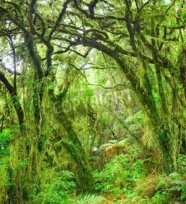 Papier peint  La forêt vierge et la brousse