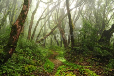 Papier peint  La forêt vierge et la brume du matin