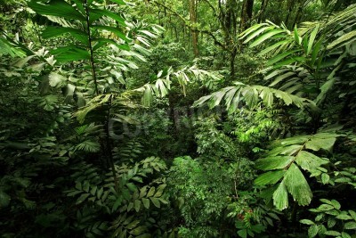 Papier peint  La forêt vierge pleine de plantes sauvages