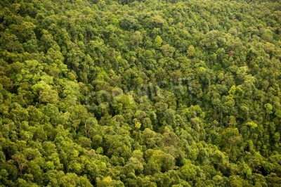 Papier peint  La forêt vierge vue d'avion