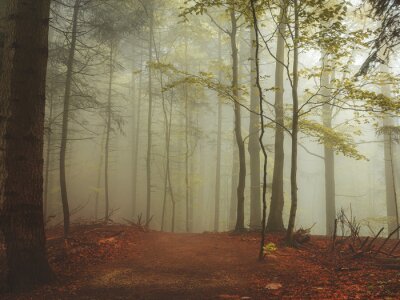 Papier peint  La fraîcheur de la forêt le matin