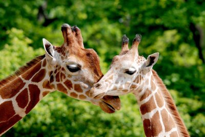 Papier peint  La girafe (Giraffa camelopardalis) est un mammifère africain à ongles pairs, le plus grand de toutes les espèces vivantes terrestres existantes, et le plus grand ruminant.