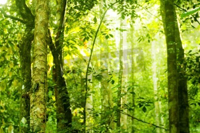 Papier peint  La jungle au matin