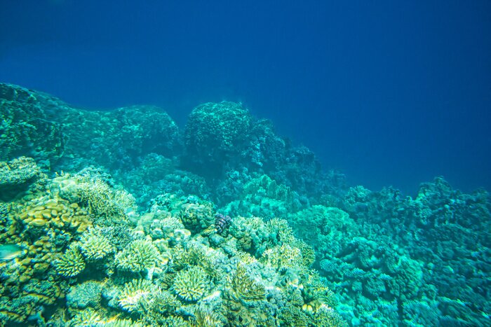Papier peint  La mer sous la surface de l'eau