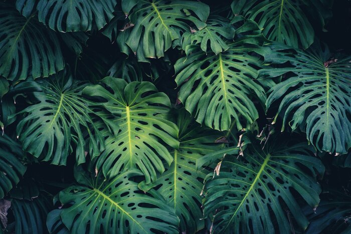 Papier peint  La monstera dans la forêt vierge