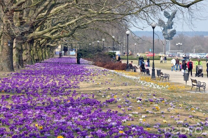 Papier peint  La nature à Stettin