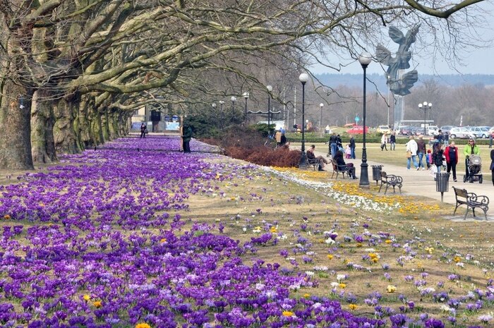 Papier peint  La nature à Stettin