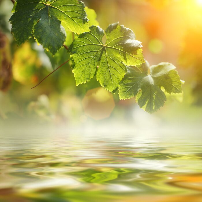 Papier peint  La nature au bord de l'eau et le soleil