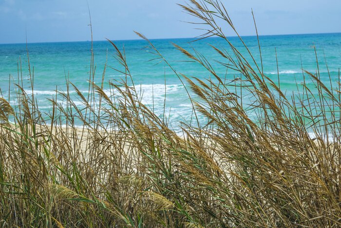 Papier peint  La nature au bord de la mer
