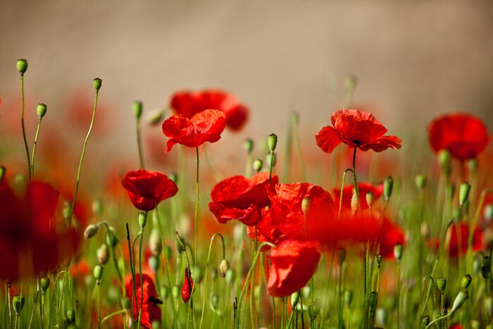 Papier peint  La nature aux couleurs rouges
