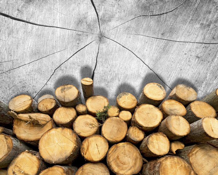 Papier peint  La nature avec des arbres abattus