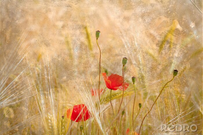 Papier peint  La nature avec des coquelicots