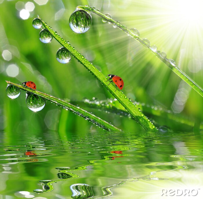 Papier peint  La nature avec les coccinelles