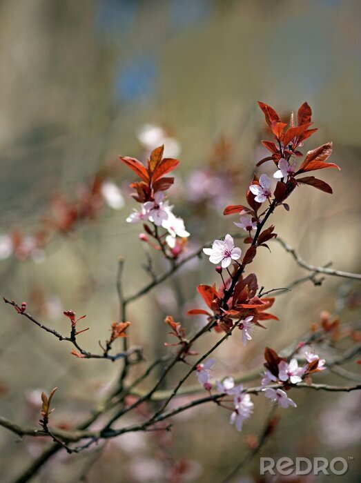Papier peint  La nature avec une faible profondeur de champ