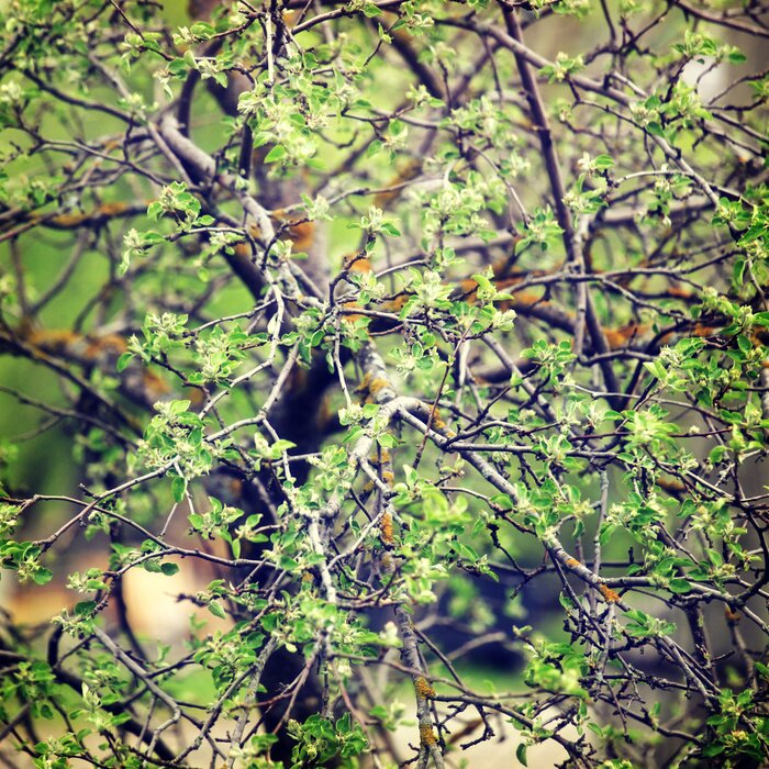 Papier peint  La nature comme un arbre vert