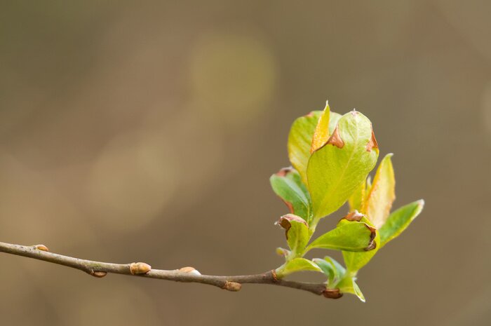 Papier peint  La nature comme un bourgeon sur un arbre