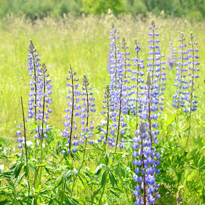 Papier peint  La nature comme un lupin