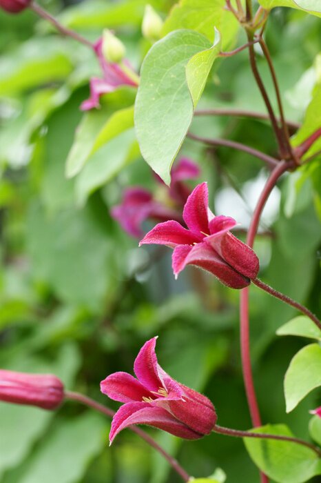Papier peint  La nature comme une fleur rose